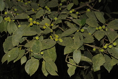 Ficus exasperata